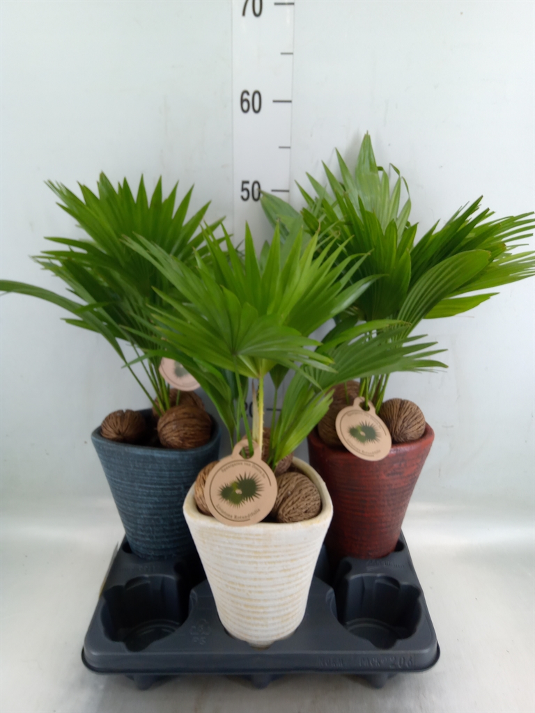 Горшечные цветы и растения оптом Livistona Rotundifolia от 3шт из Голландии с доставкой по России