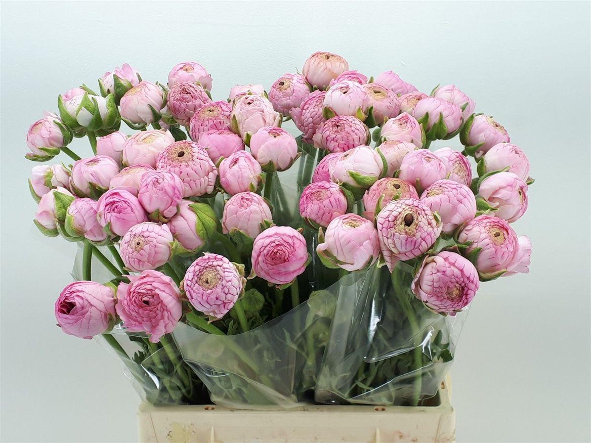 Срезанные цветы оптом Ranunculus aazur pink от 60шт из Голландии с доставкой по России