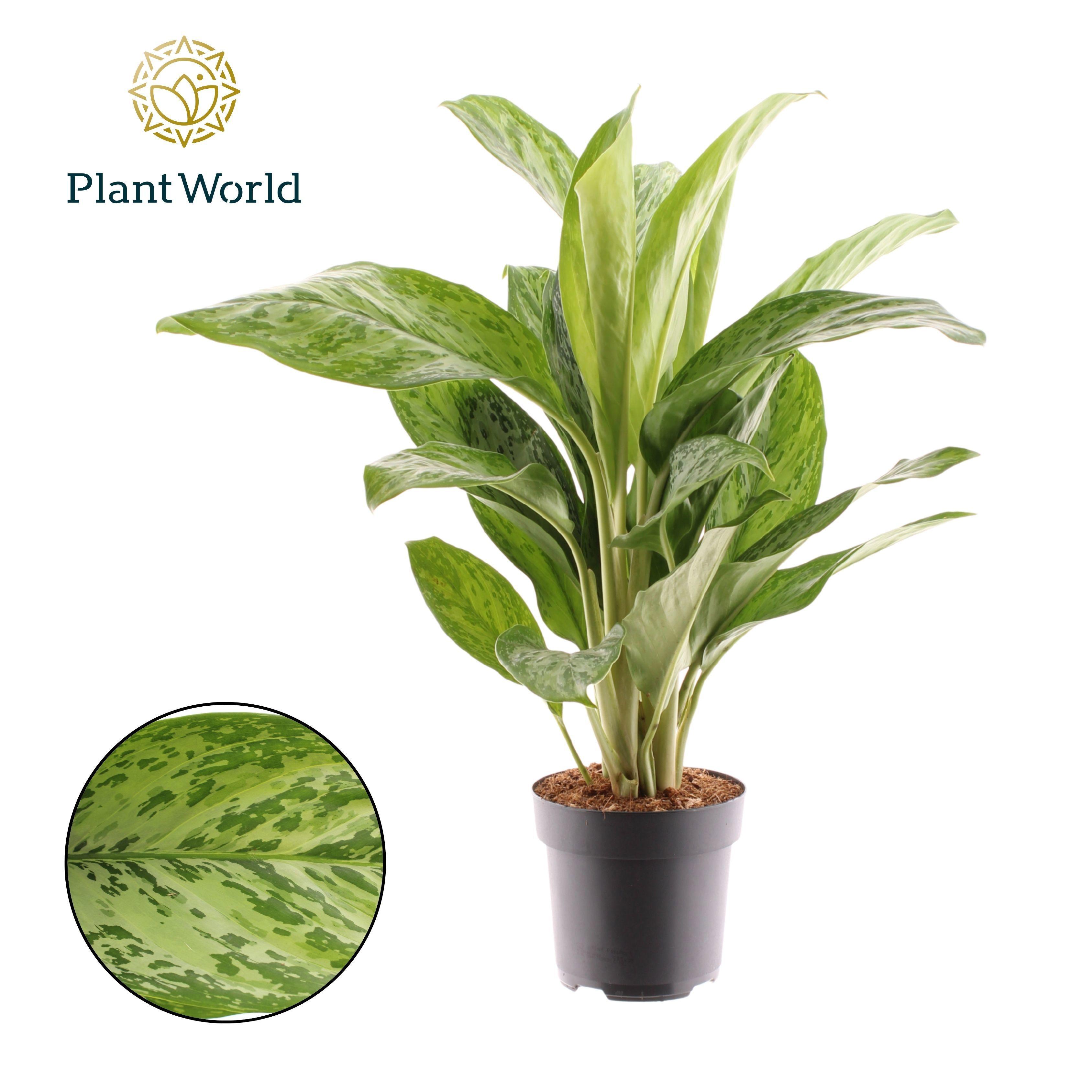 Горшечные цветы и растения оптом Aglaonema Greenlight от 6шт из Голландии с доставкой по России