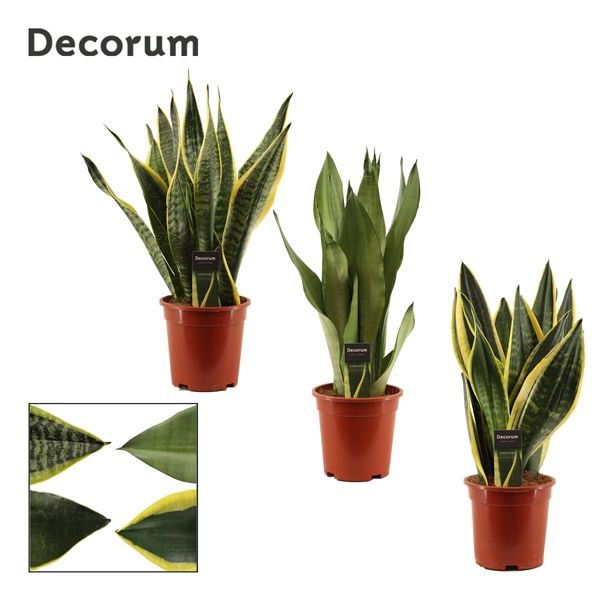 Горшечные цветы и растения оптом Sansevieria Super Mix (decorum) от 6шт из Голландии с доставкой по России