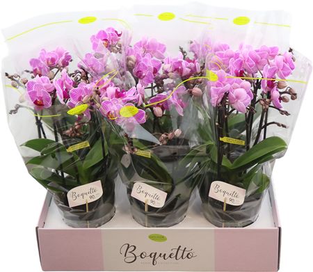 Горшечные цветы и растения оптом Phal Boquetto Delight 3-5 Tak от 6шт из Голландии с доставкой по России