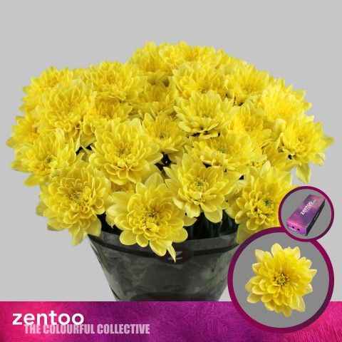 Срезанные цветы оптом Chrys sp altaj yellow от 160шт из Голландии с доставкой по России