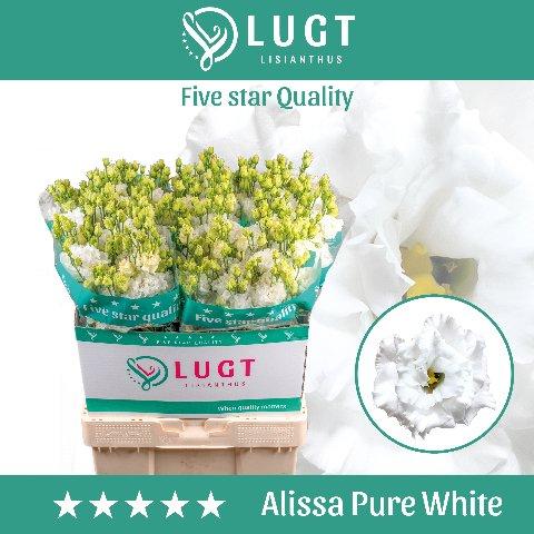 Срезанные цветы оптом Lisianthus do alissa pure white от 40шт. из Голландии с доставкой по России