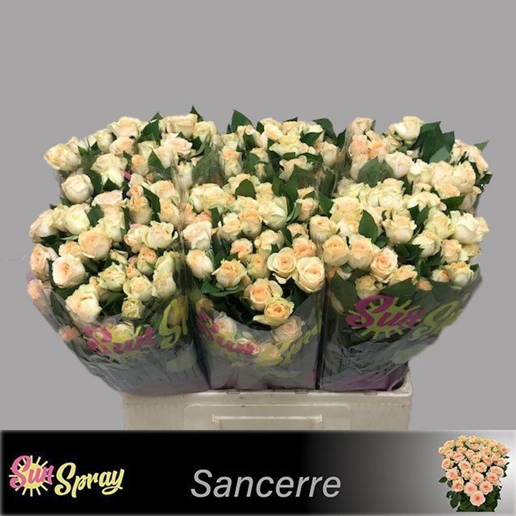 Срезанные цветы оптом Rosa spray sancerre от 60шт из Голландии с доставкой по России