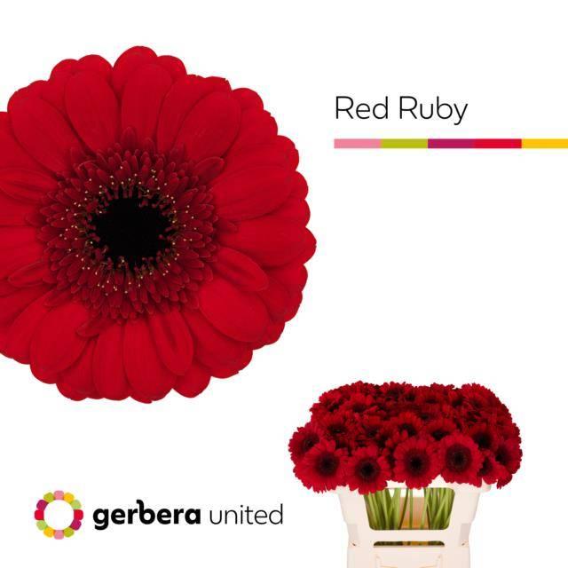 Срезанные цветы оптом Germini red ruby от 80шт из Голландии с доставкой по России