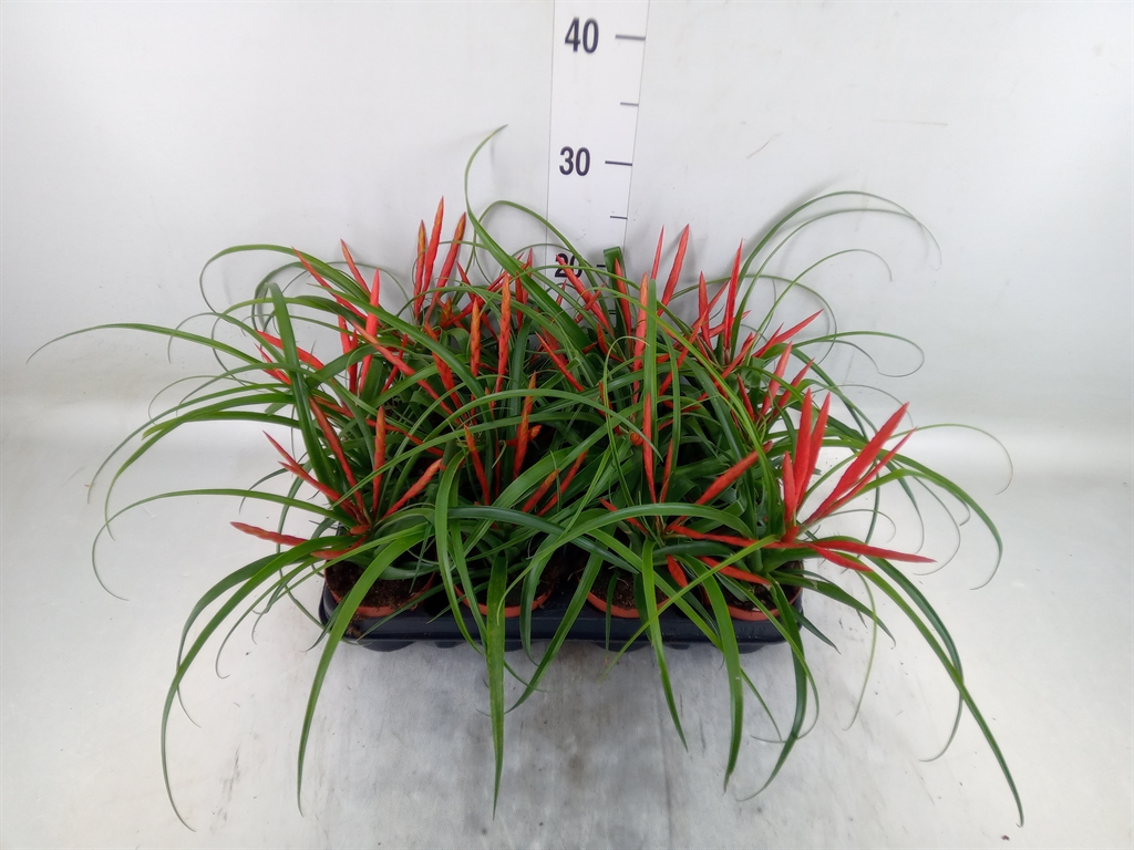 Горшечные цветы и растения оптом Tillandsia Flabellata от 12шт (для телеги) из Голландии с доставкой по России