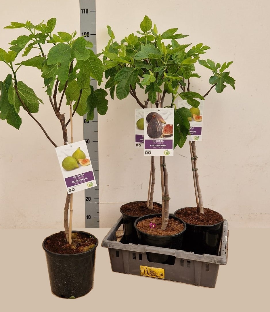 Горшечные цветы и растения оптом Ficus Carica от 3шт из Голландии с доставкой по России