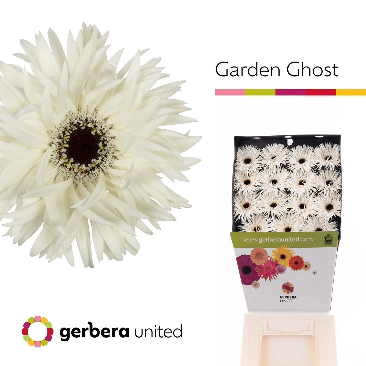 Срезанные цветы оптом Gerbera diamond garden ghost от 15шт из Голландии с доставкой по России