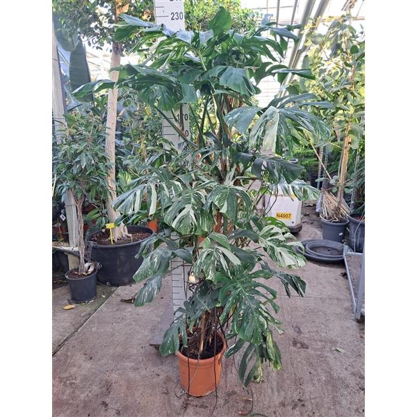 Горшечные цветы и растения оптом Monstera Deliciosa Variegata Bush + Fruit от 1шт из Голландии с доставкой по России