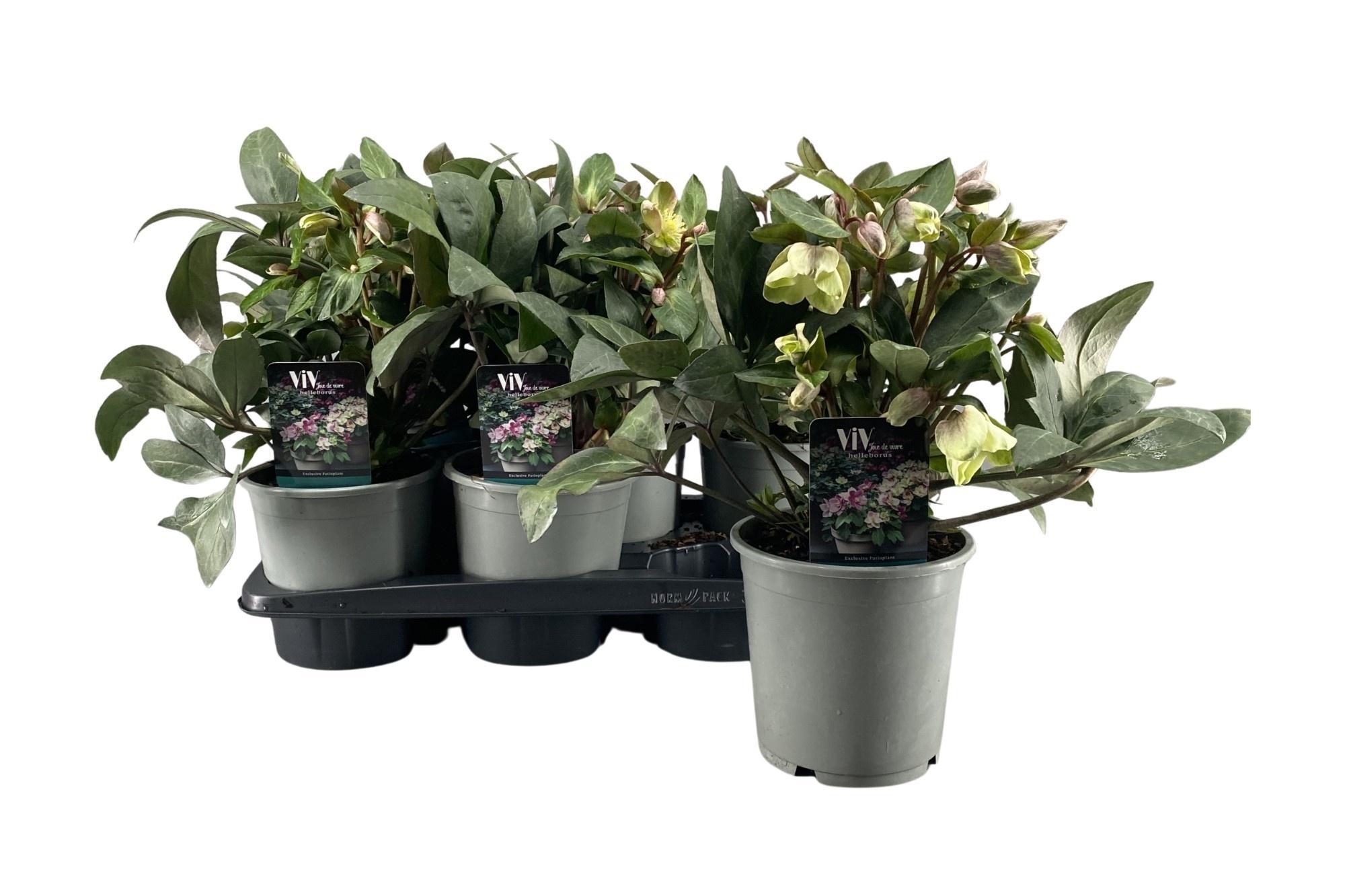 Горшечные цветы и растения оптом Helleborus Viv Valeria от 6шт из Голландии с доставкой по России