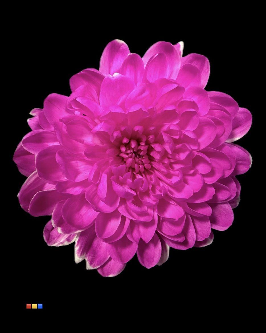 Срезанные цветы оптом Chrys sp paint altaj cerise от 40шт из Голландии с доставкой по России