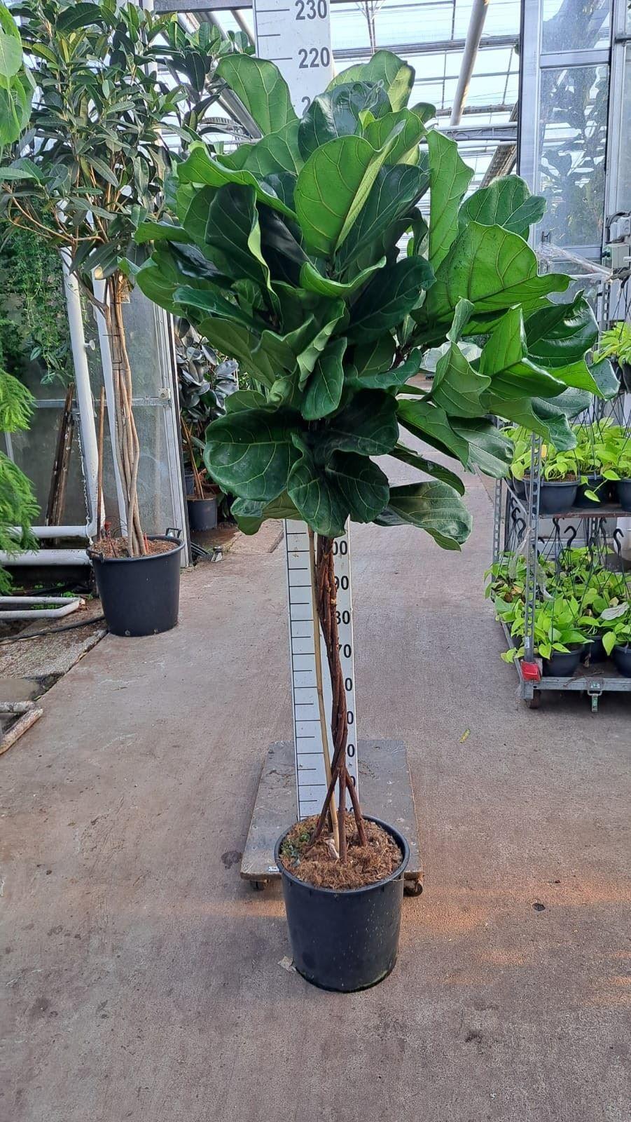 Горшечные цветы и растения оптом Ficus Lyrata On Stem от 1шт из Голландии с доставкой по России