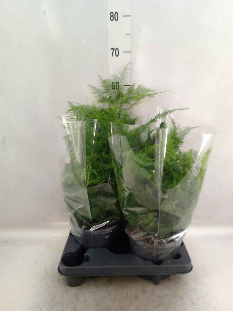 Горшечные цветы и растения оптом Asparagus Setaceus от 2шт из Голландии с доставкой по России
