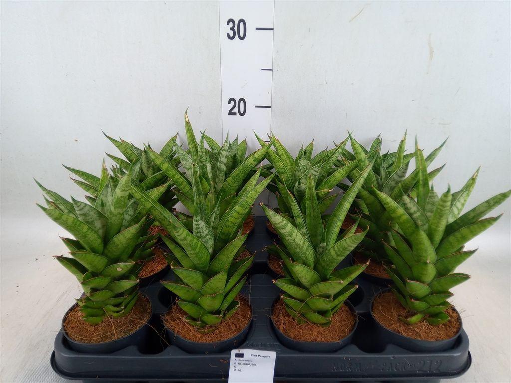 Горшечные цветы и растения оптом Sansevieria Cyl.  ... от 12шт (для телеги) из Голландии с доставкой по России