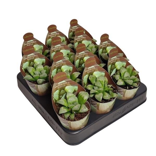 Горшечные цветы и растения оптом Haworthia Mutica Byakuya - Collection With Potcove от 10шт (для телеги) из Голландии с доставкой по России