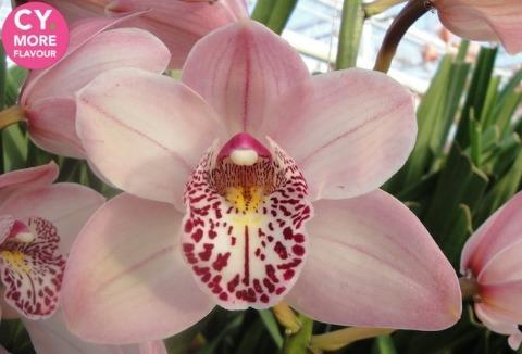 Срезанные цветы оптом Minicymbidium peachlet irene от 5шт.. из Голландии с доставкой по России