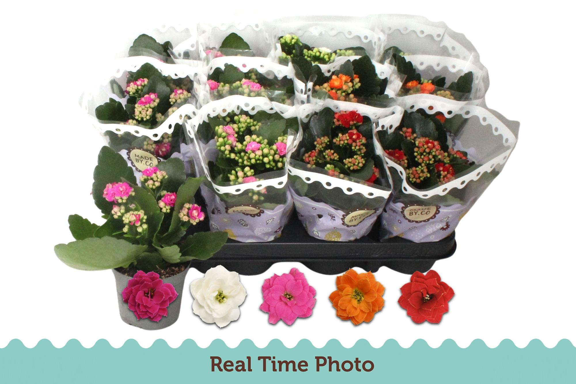 Горшечные цветы и растения оптом Kal Ge Gem 5 Kl от 12шт (для телеги) из Голландии с доставкой по России