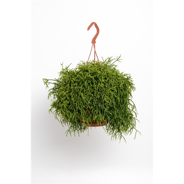 Горшечные цветы и растения оптом Rhipsalis Baccifera Oasis Hangpot от 6шт из Голландии с доставкой по России