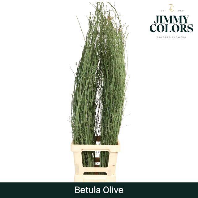 Срезанные цветы оптом Betula paint green olive от 10шт из Голландии с доставкой по России