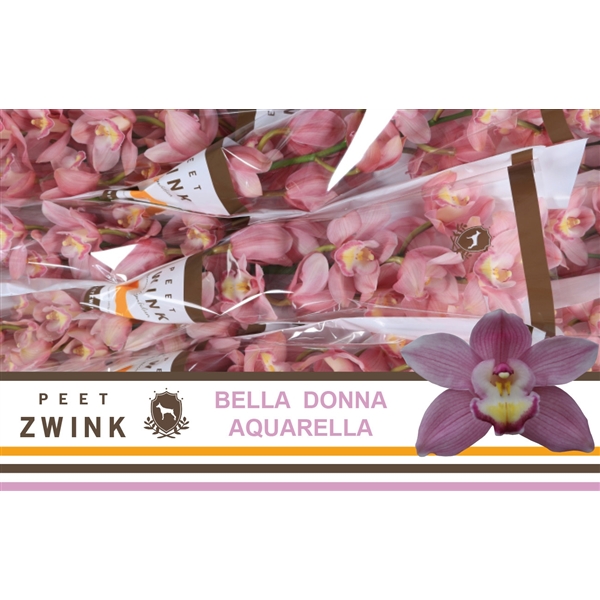 Срезанные цветы оптом Cymbidium pink aquarella от 10шт из Голландии с доставкой по России