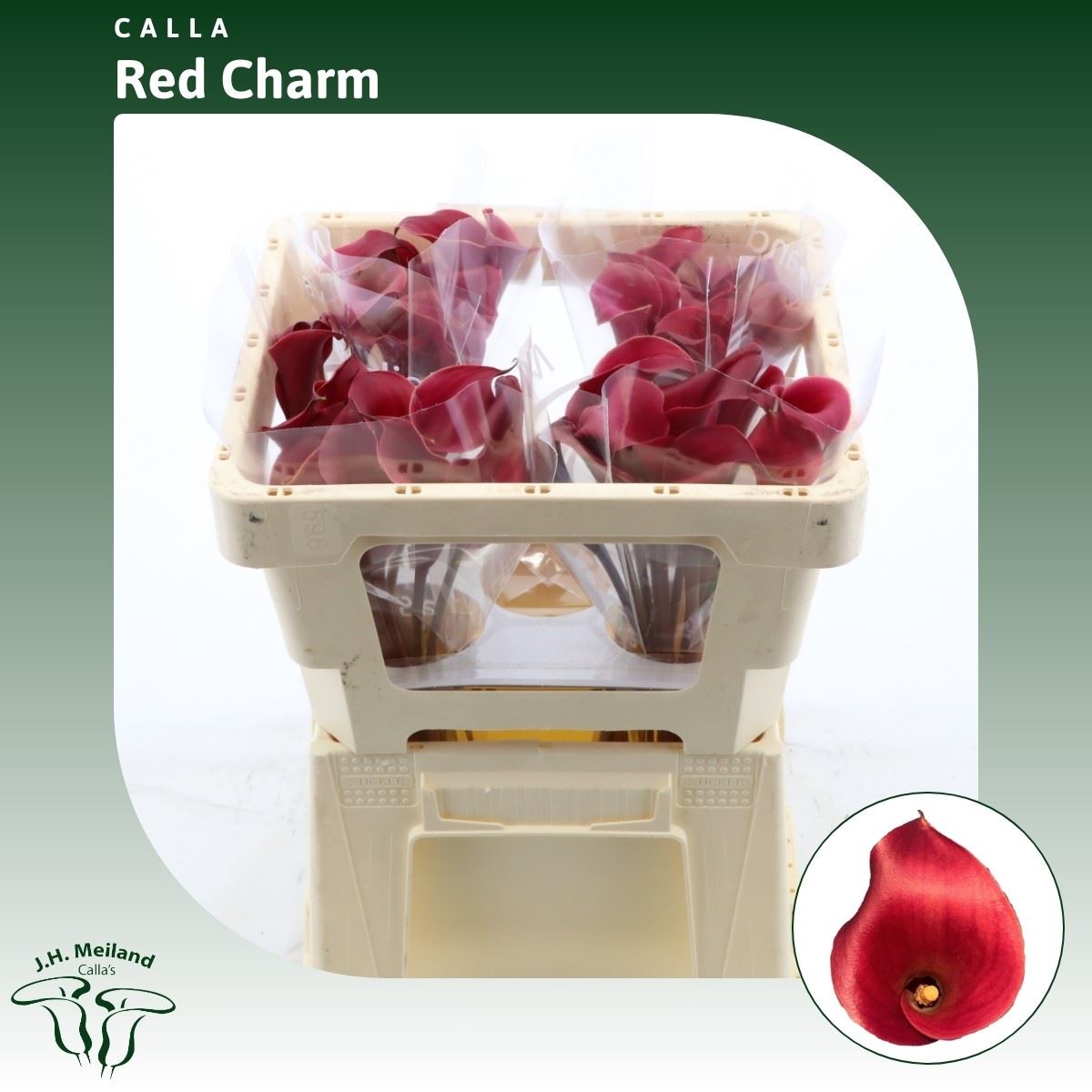 Срезанные цветы оптом Zantedeschia red charm от 40шт из Голландии с доставкой по России