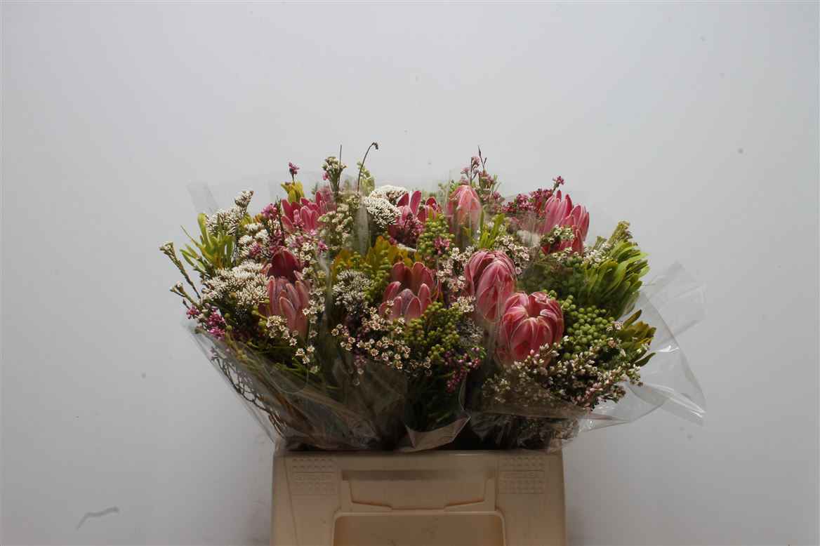 Срезанные цветы оптом Protea bq compacta от 10шт из Голландии с доставкой по России