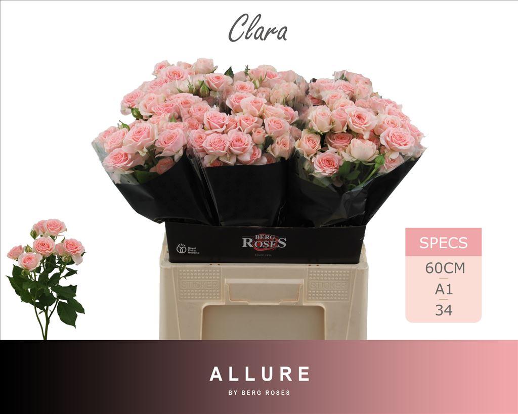 Срезанные цветы оптом Rosa spray clara от 30шт из Голландии с доставкой по России