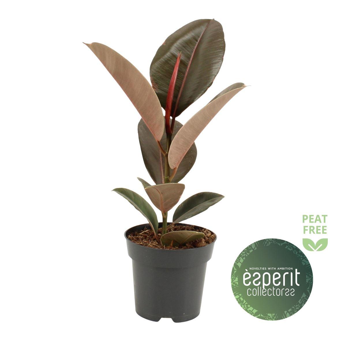 Горшечные цветы и растения оптом Ficus El Pink Camouflage от 8шт из Голландии с доставкой по России