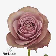Срезанные цветы оптом Rosa la garden mont martre от 24шт из Голландии с доставкой по России