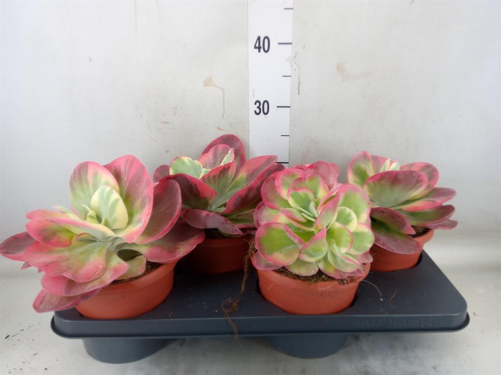 Горшечные цветы и растения оптом Kalanchoe Nf Thyrsiflora от 4шт из Голландии с доставкой по России