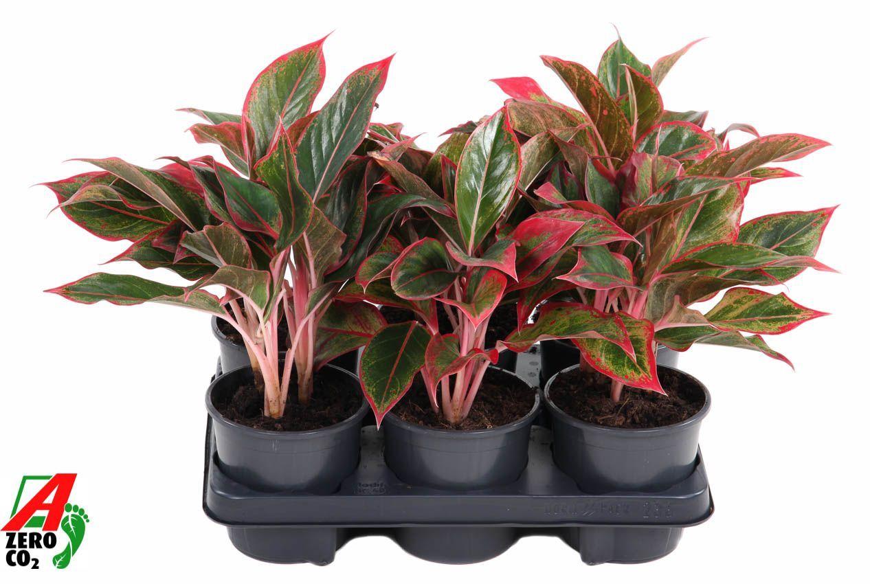 Горшечные цветы и растения оптом Aglaonema Siam Red Aurora от 6шт из Голландии с доставкой по России