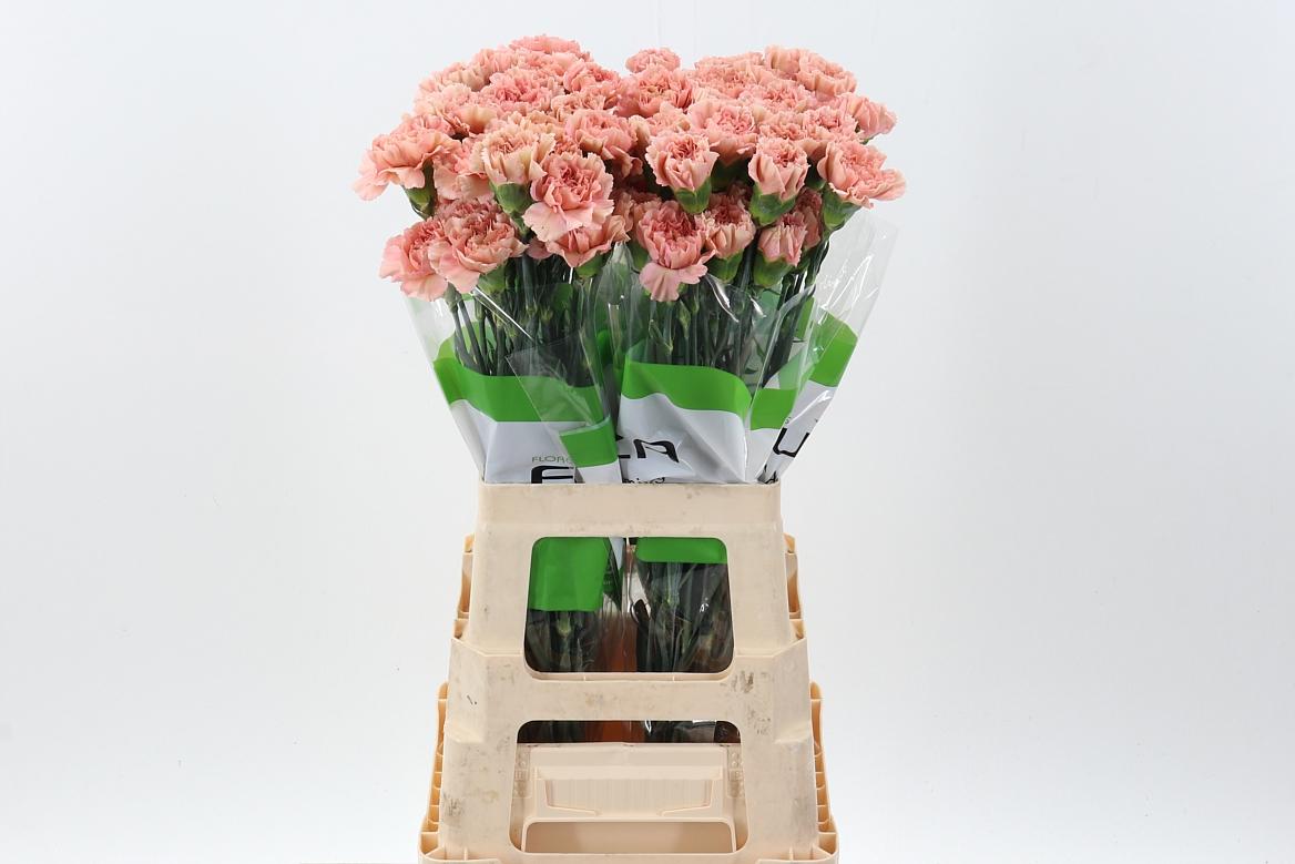 Срезанные цветы оптом Dianthus st caramel от 80шт.. из Голландии с доставкой по России