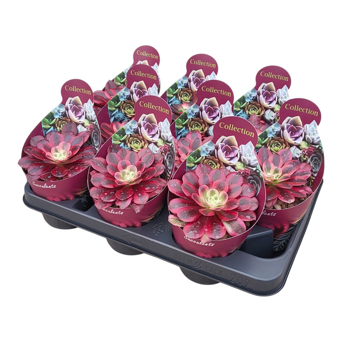 Горшечные цветы и растения оптом Aeonium Medusa Potcover от 9шт из Голландии с доставкой по России