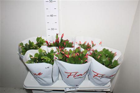 Горшечные цветы и растения оптом Schlumb Flame Gem 60 Bloemen++ от 6шт из Голландии с доставкой по России