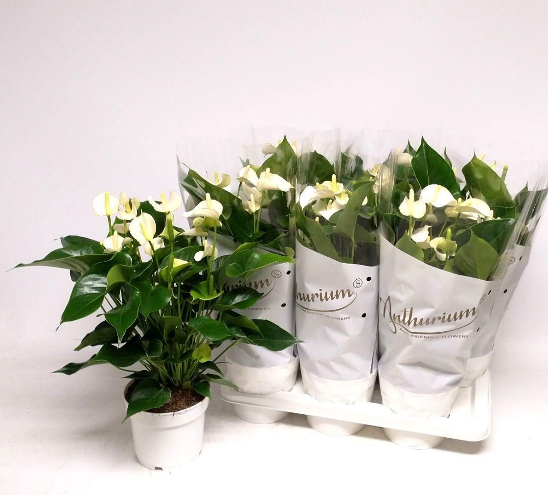 Горшечные цветы и растения оптом Anth An White Champ 8+ от 6шт из Голландии с доставкой по России