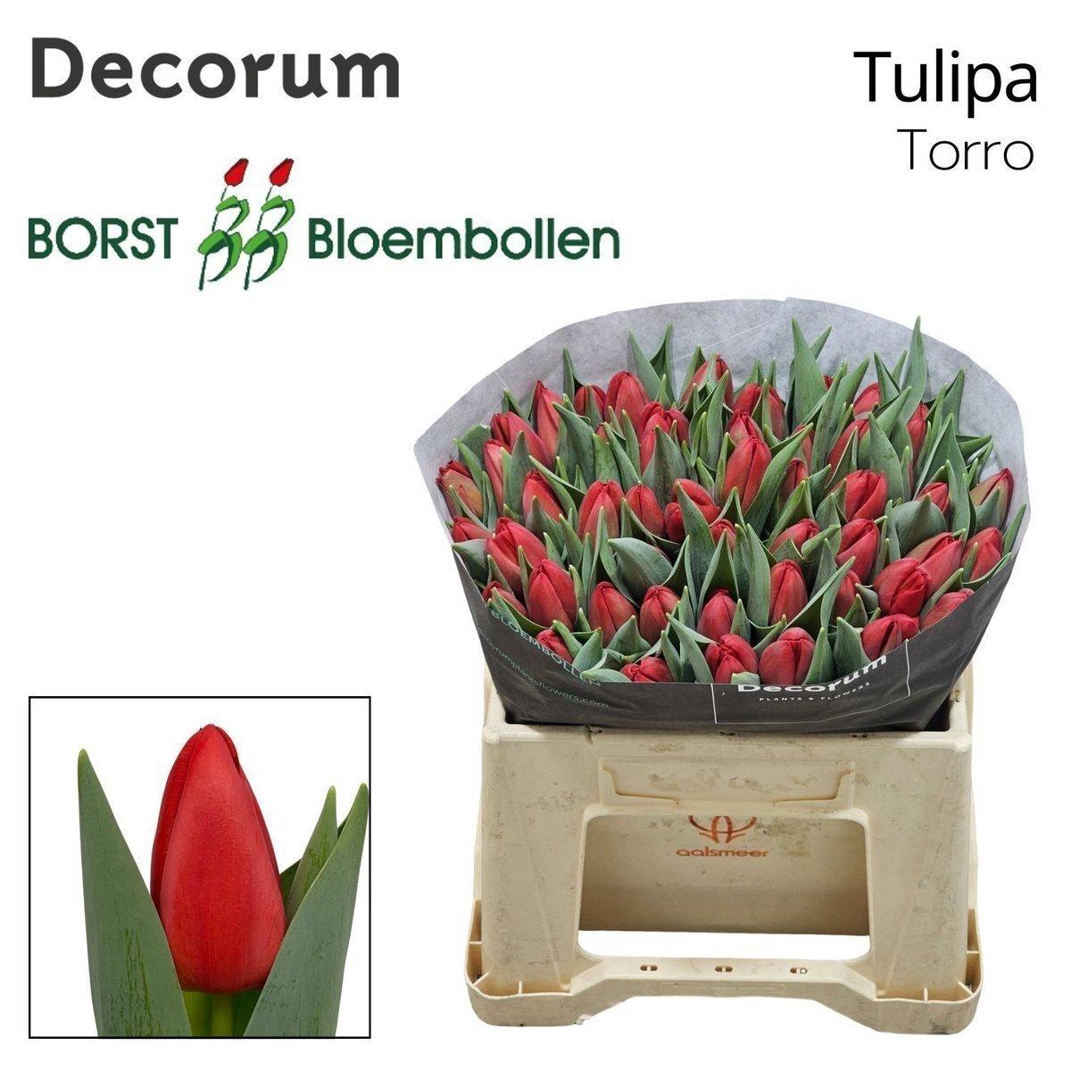 Срезанные цветы оптом Tulipa si torro от 50шт из Голландии с доставкой по России