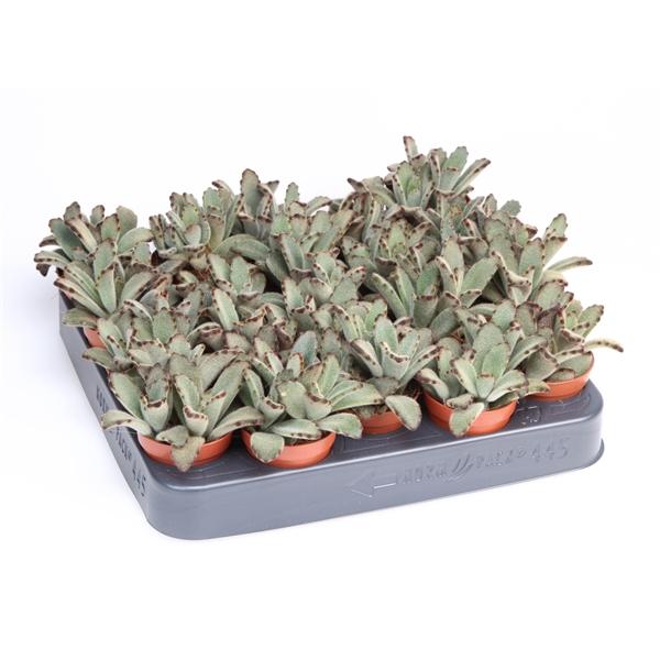 Горшечные цветы и растения оптом Kalanchoe Chocolata от 20шт (для телеги) из Голландии с доставкой по России