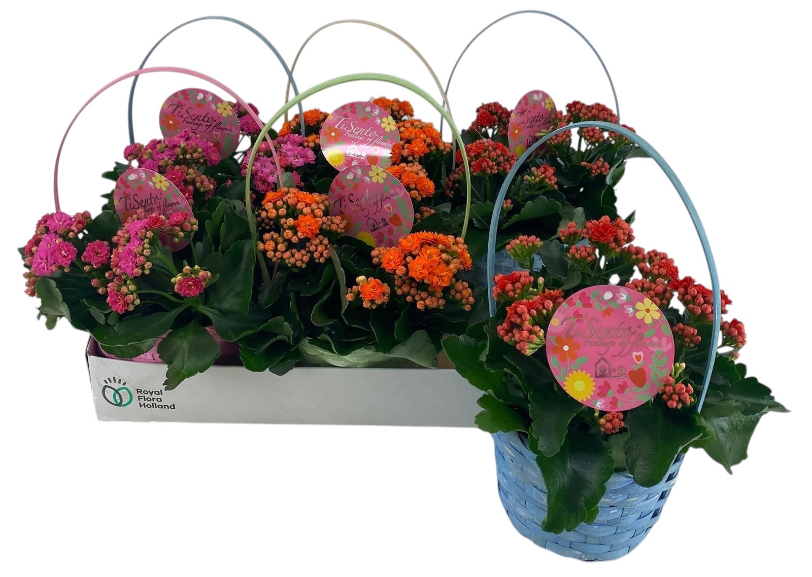 Горшечные цветы и растения оптом Kal Ge Gem от 6шт из Голландии с доставкой по России