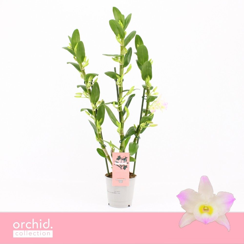 Горшечные цветы и растения оптом Den Nob 3st Kumiko Orchid Collection от 10шт из Голландии с доставкой по России