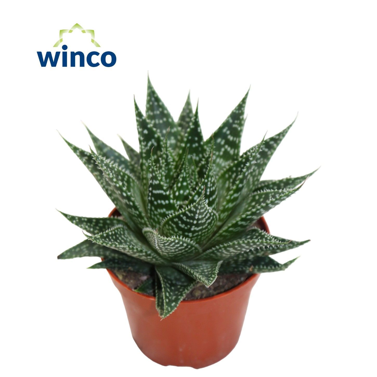 Горшечные цветы и растения оптом Aloe Norra от 18шт (для телеги) из Голландии с доставкой по России