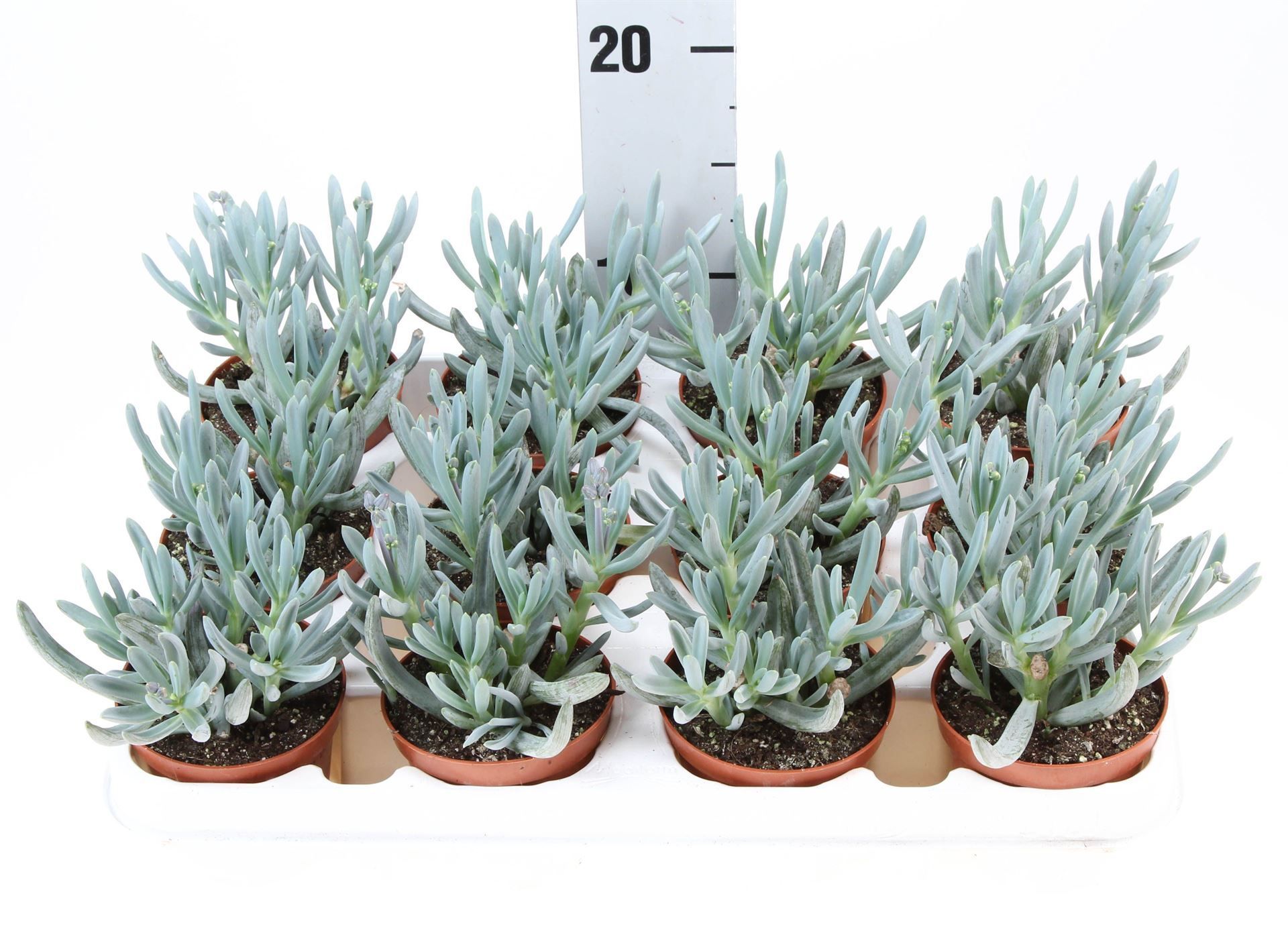 Горшечные цветы и растения оптом Senecio Kleinia Stapeliformis от 12шт (для телеги) из Голландии с доставкой по России