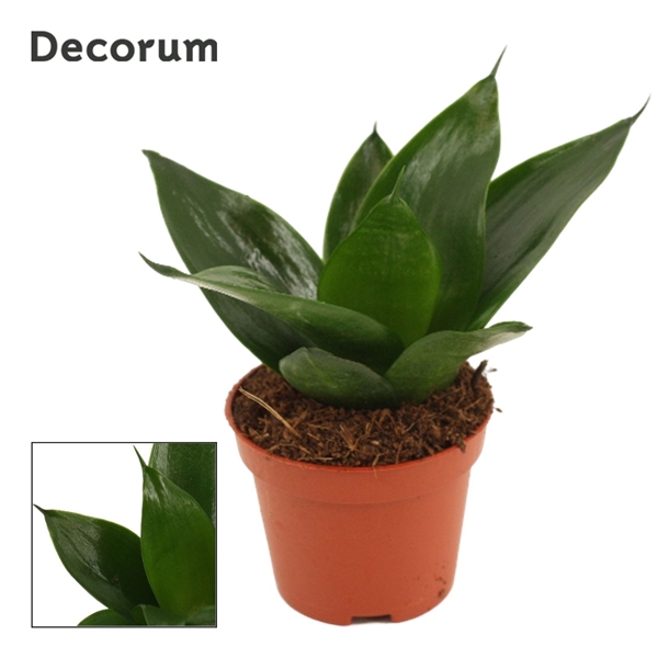 Горшечные цветы и растения оптом Sansevieria Hahnii Black Jade (decorum) от 14шт (для телеги) из Голландии с доставкой по России