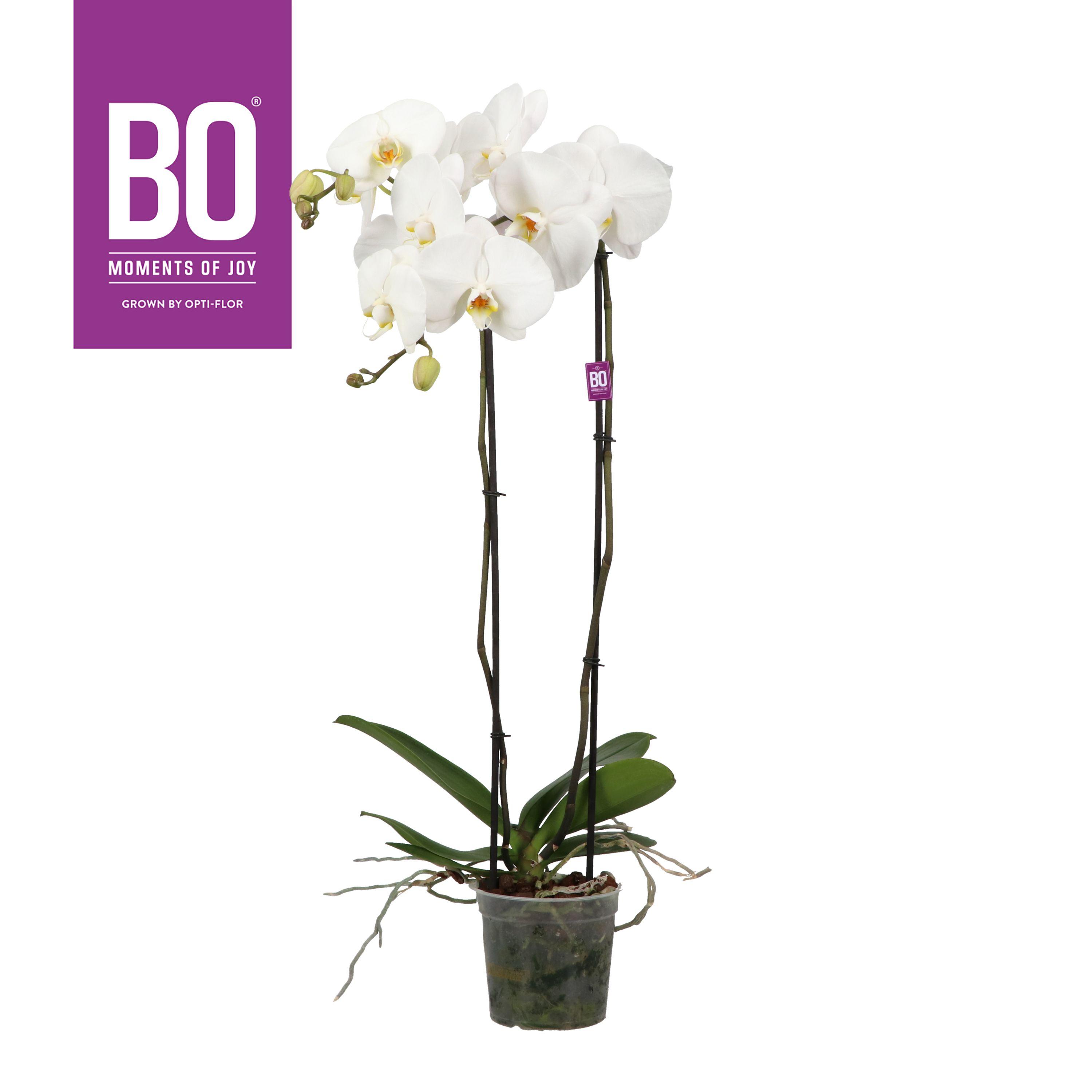 Горшечные цветы и растения оптом Phal Grandi 2st White 13+ от 6шт из Голландии с доставкой по России