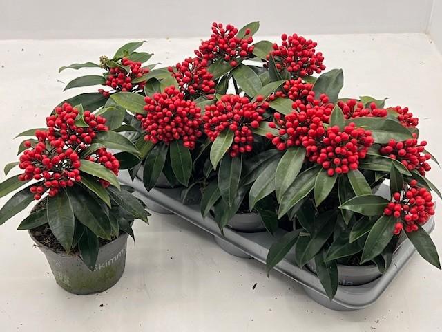 Горшечные цветы и растения оптом Skim J Reevesiana от 6шт из Голландии с доставкой по России