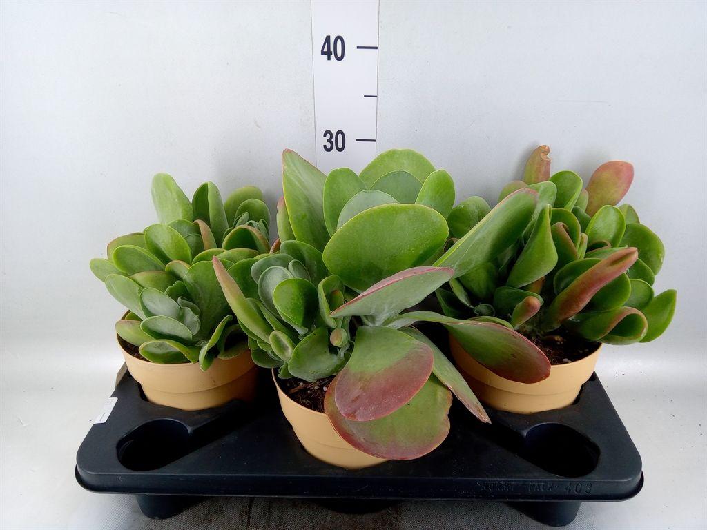 Горшечные цветы и растения оптом Kalanchoe Nf   ... от 3шт из Голландии с доставкой по России
