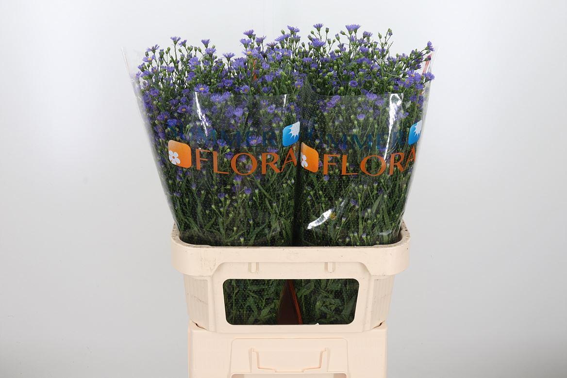 Срезанные цветы оптом Aster casamare от 75шт из Голландии с доставкой по России