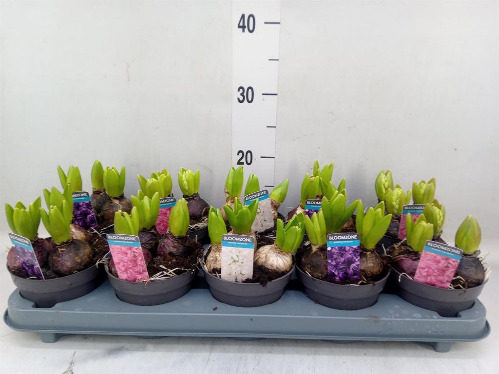 Горшечные цветы и растения оптом Hyacinthus Mix 3pp от 10шт из Голландии с доставкой по России