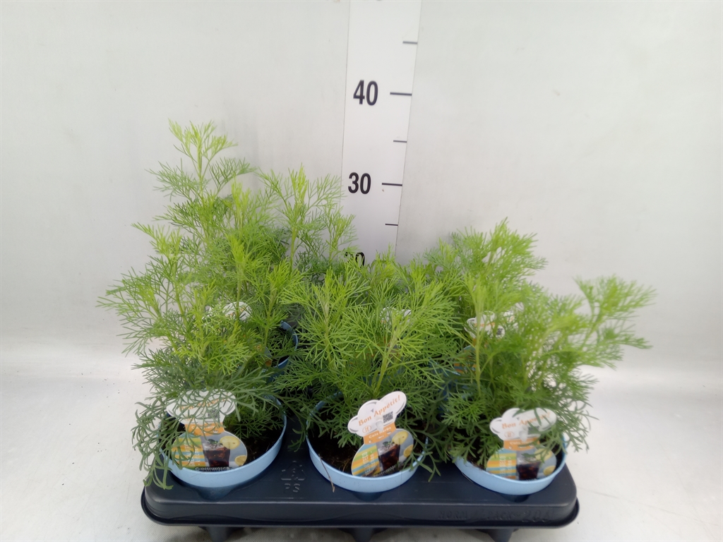 Горшечные цветы и растения оптом Artemisia Abrotanum от 6шт из Голландии с доставкой по России