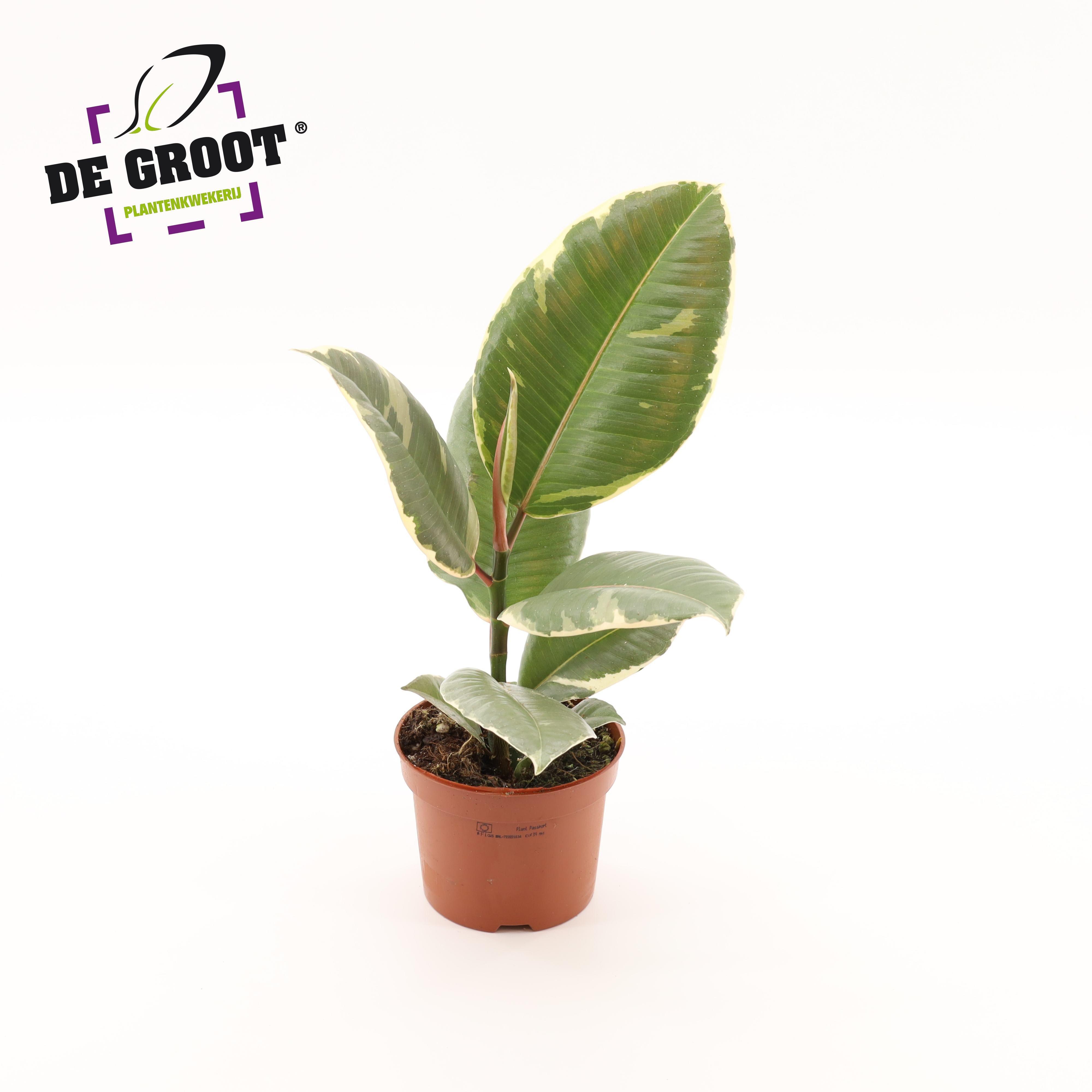Горшечные цветы и растения оптом Ficus El Tineke от 10шт из Голландии с доставкой по России
