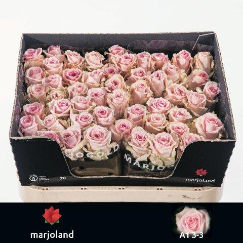 Срезанные цветы оптом Rosa large sweet dolomiti от 50шт из Голландии с доставкой по России